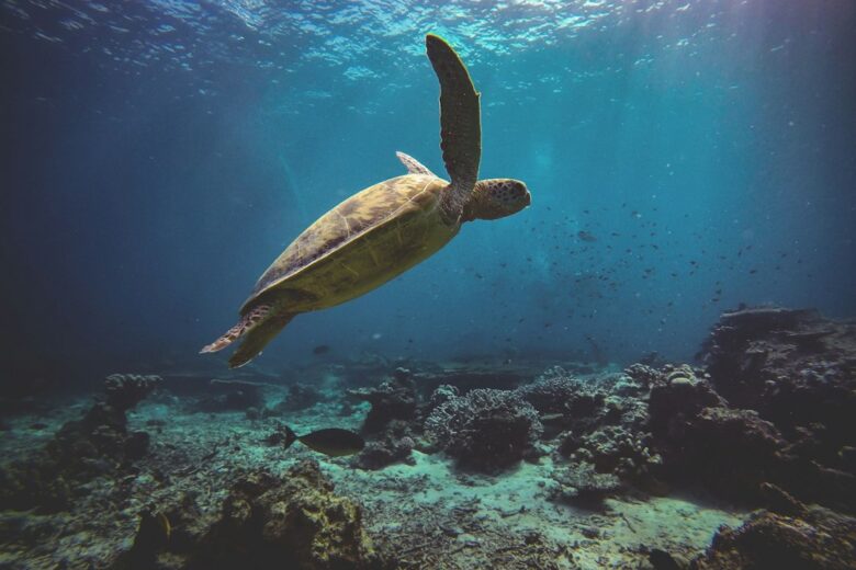 Green sea turtle swimming above a coral reef in clear blue ocean water
